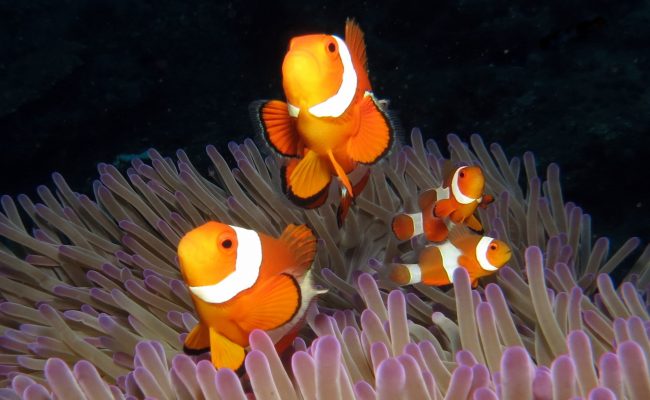 Dive Sites Bali Menjangan Anemofish UJ