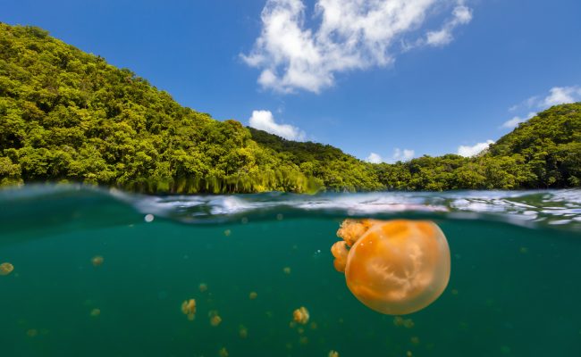 Jellyfish Lake